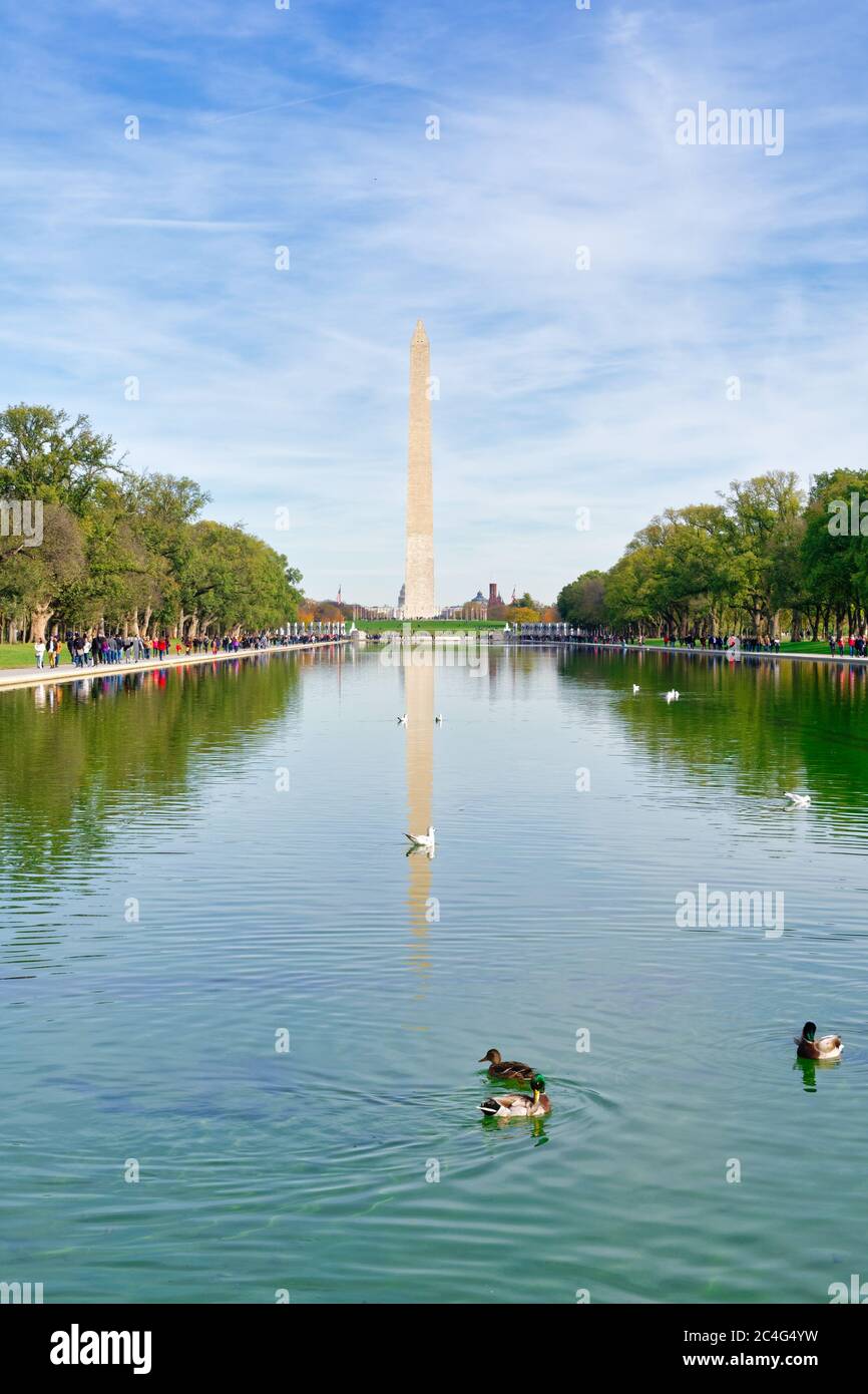 Vögel schwimmen im Lincoln Memorial Reflecting Pool, gelegen in der National Mall, Washington, DC, USA Stockfoto