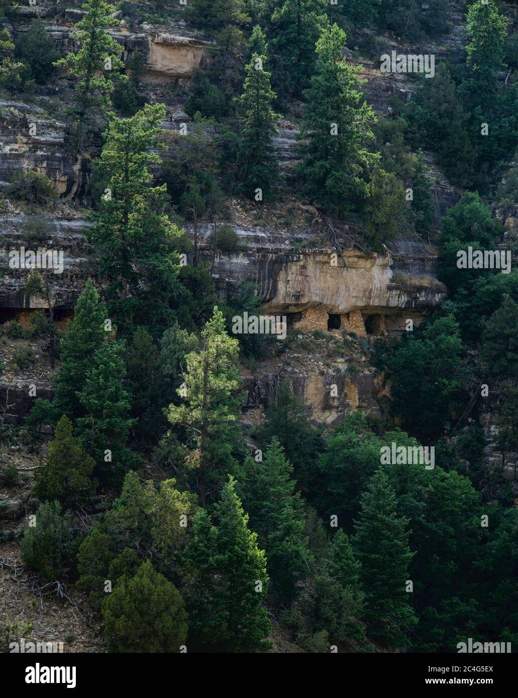 Walnut Canyon Nat'l Monument AZ / JUNI PM 900 Jahre alte Klippenwohnungen der Sinaguanischen Bevölkerung liegt in einer Felswand zwischen Ponderosa Pinien und tun eingebettet Stockfoto