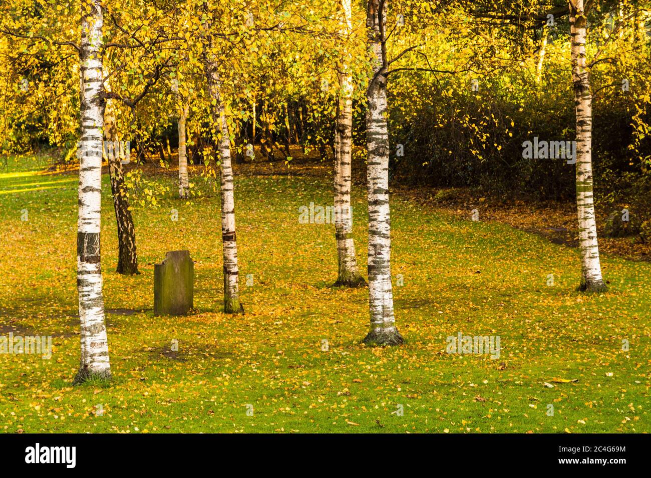 Birkenstand rund um das Robert Louis Stevenson Denkmal in Princes Street Gardens, Edinburgh, Schottland, Großbritannien. Stockfoto