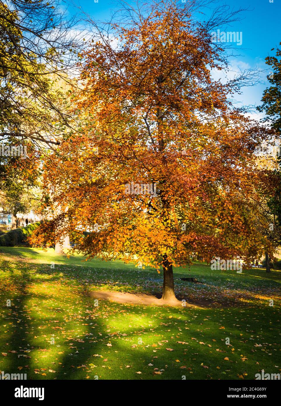 Buche im Herbst colurs in Princes Street Gardens, Edinburgh, Schottland, Vereinigtes Königreich. Stockfoto