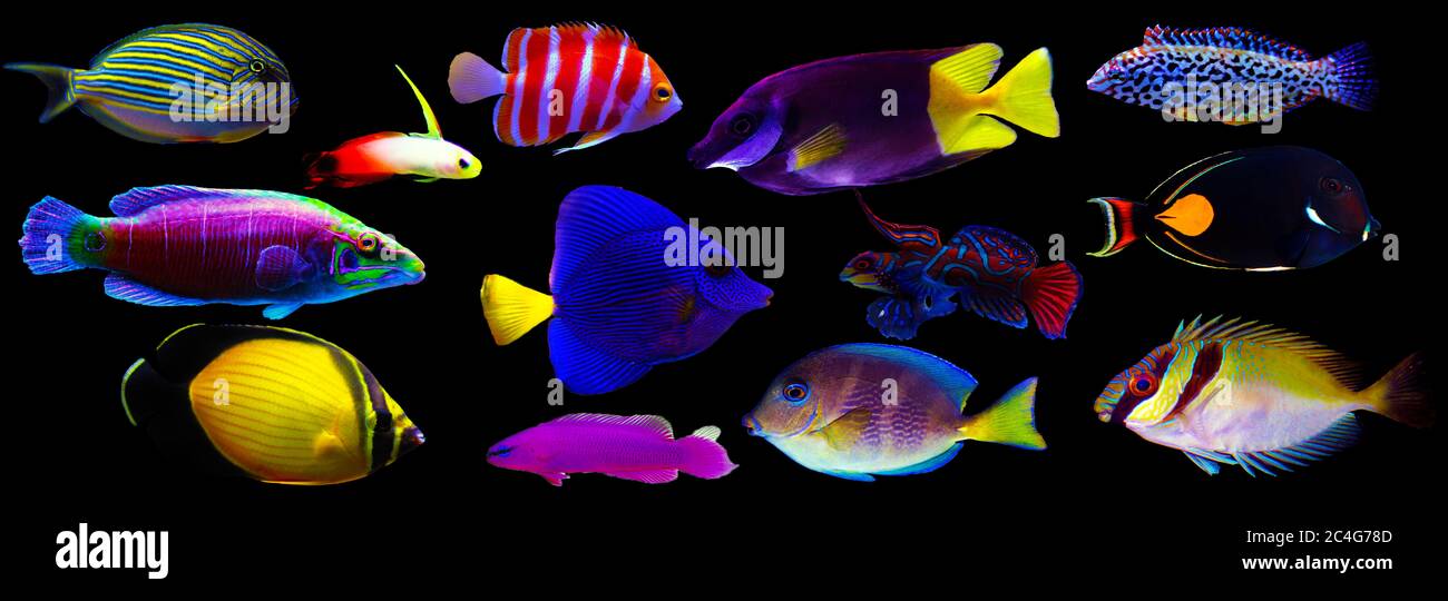 Gruppe von Meerestieren isoliert auf schwarzem Hintergrund (Fische, Korallen, Wirbellose) Stockfoto