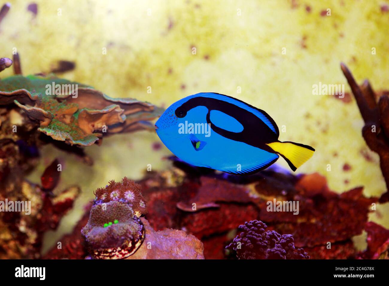 Pacific Regal blue tang - Paracanthurus hepatus Stockfoto