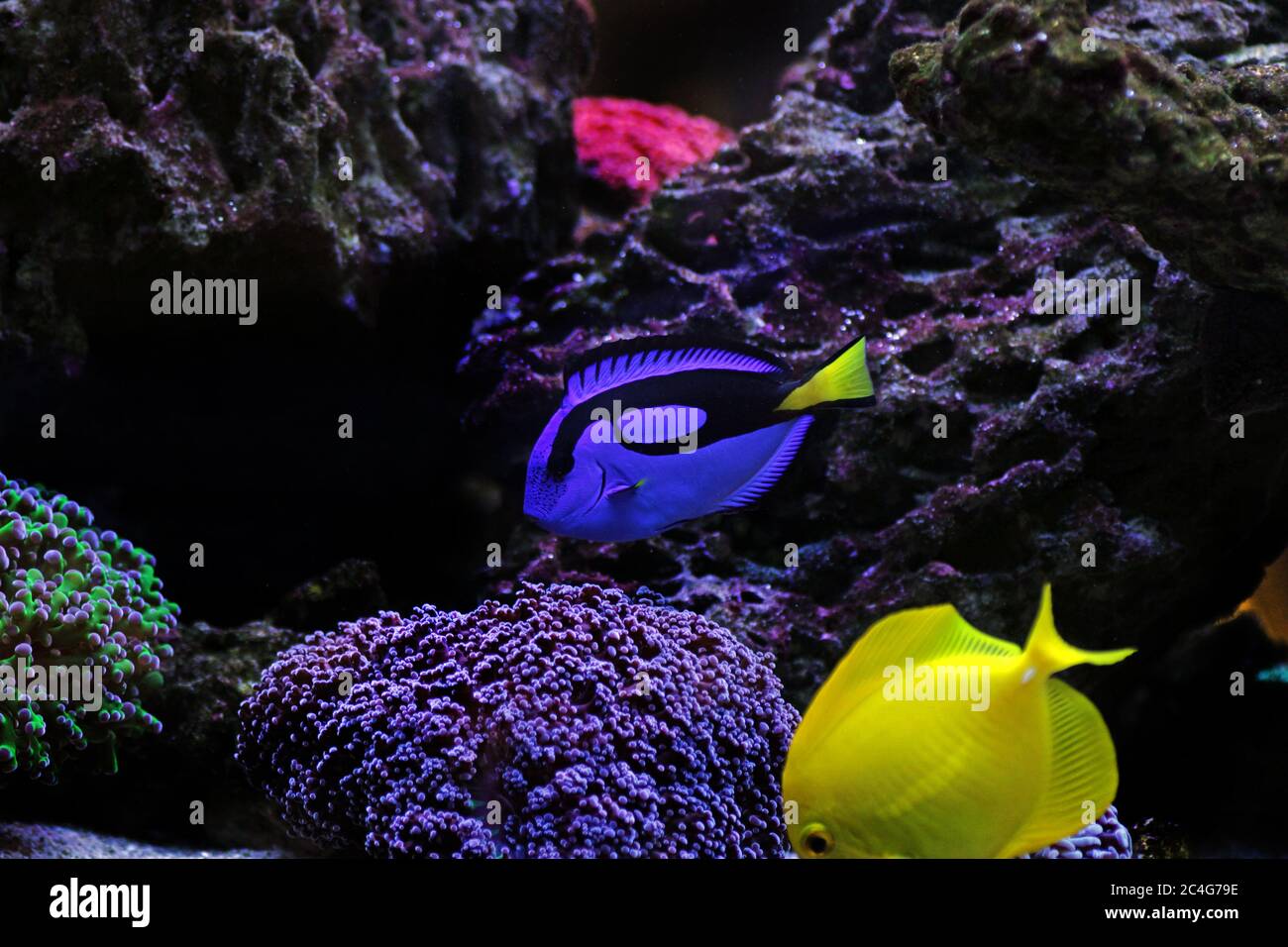 Pacific Regal blue tang - Paracanthurus hepatus Stockfoto