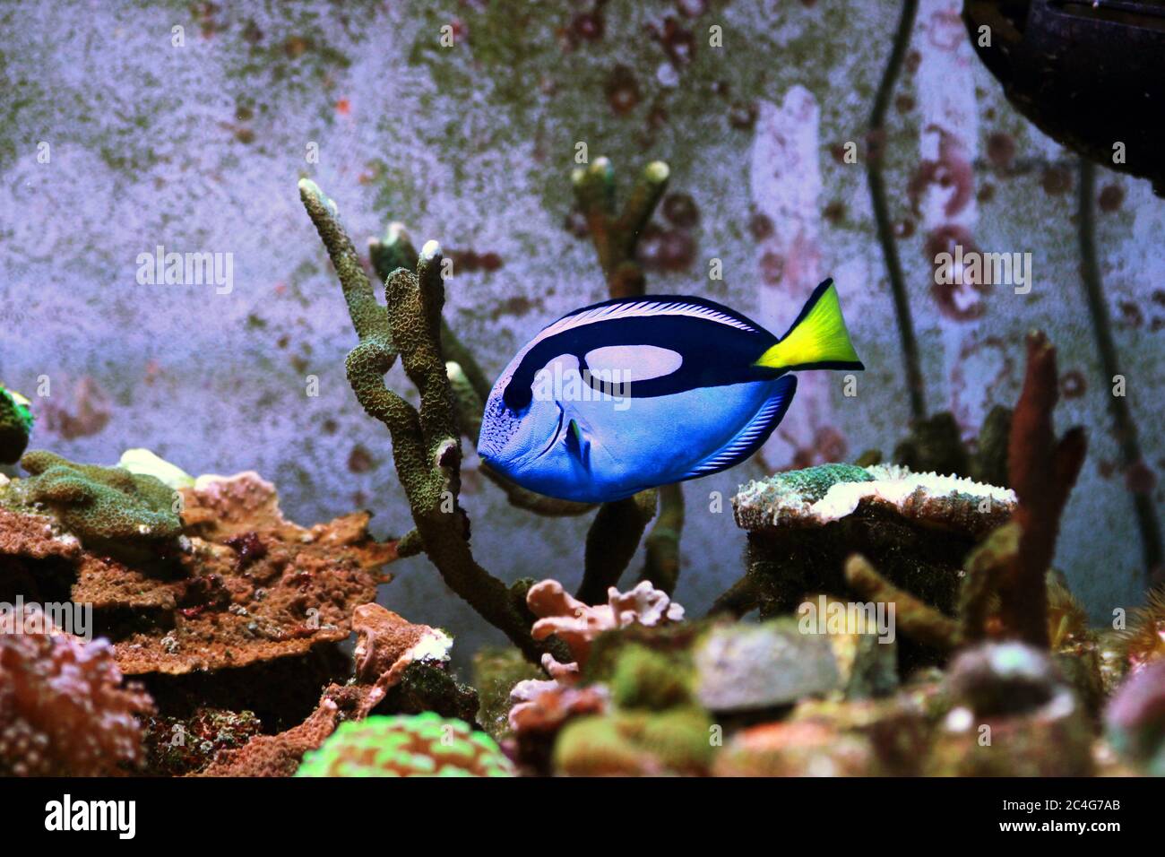 Pacific Regal blue tang - Paracanthurus hepatus Stockfoto