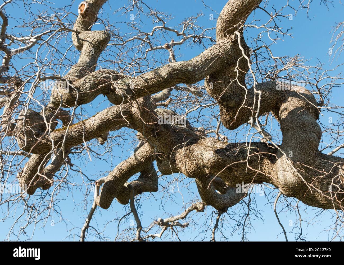 Verdrehte Zweige einer Camperdown Elm Ulmus glabra camperdowanii im Winter Stockfoto