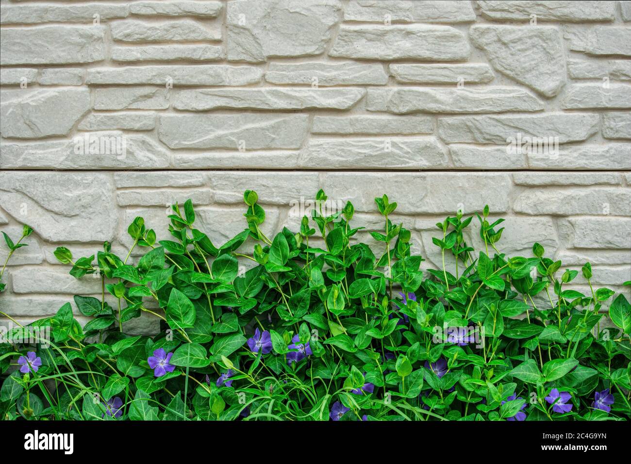 Fliederblüten auf grünen Pflanzen, die an der Wand klettern. Urban Natur Vintage Hintergrund. Beton mit grünen Blatt lila Blume Hintergrund. Speicherplatz kopieren. Der Stockfoto