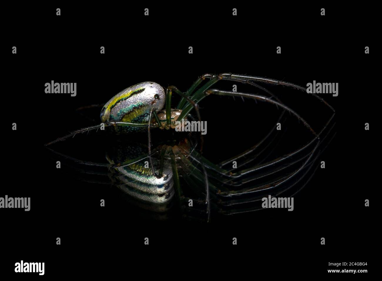 Orchard Spider oder Orchard Orbweaver (Leucauge venusta) [kontrolliertes Exemplar] - Brevard, North Carolina, USA Stockfoto