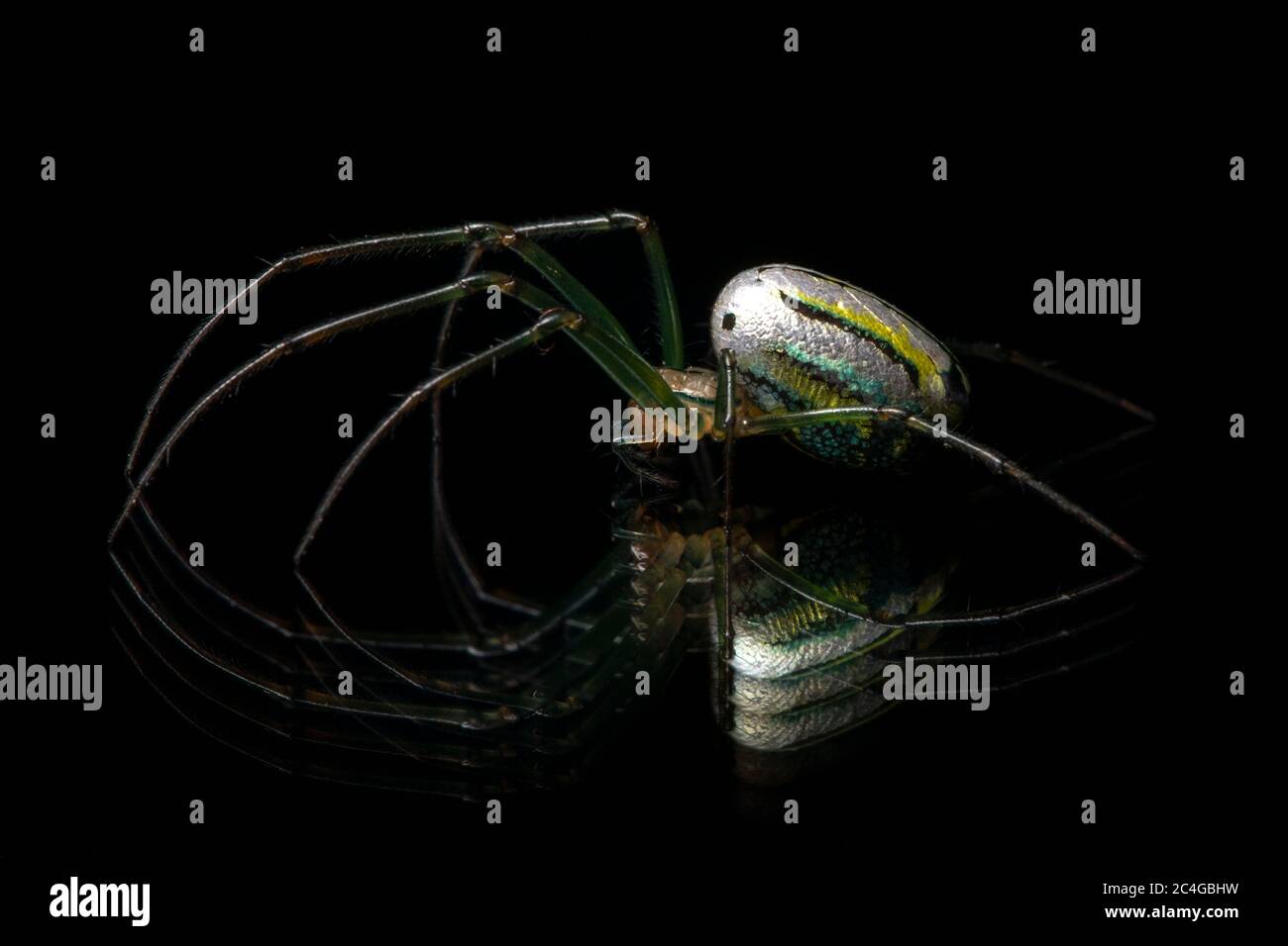 Orchard Spider oder Orchard Orbweaver (Leucauge venusta) [kontrolliertes Exemplar] - Brevard, North Carolina, USA Stockfoto