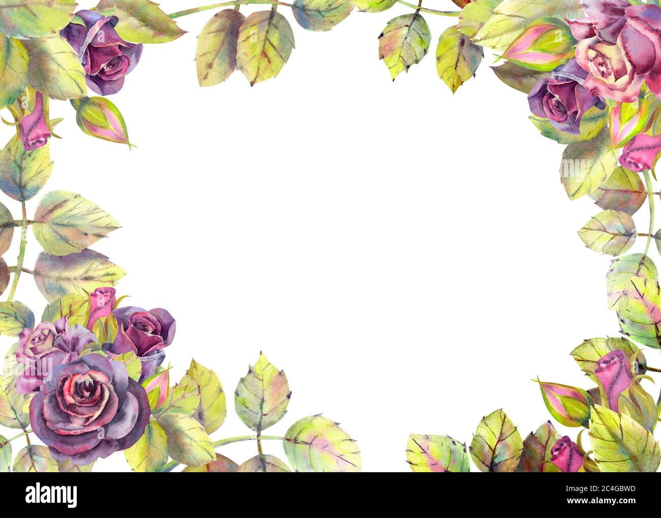 Blüten von dunklen Rosen, grüne Blätter, Zusammensetzung. Horizontale Rahmenausrichtung . Das Konzept der Hochzeitsblumen. Blumenplakat, Einladung Stockfoto