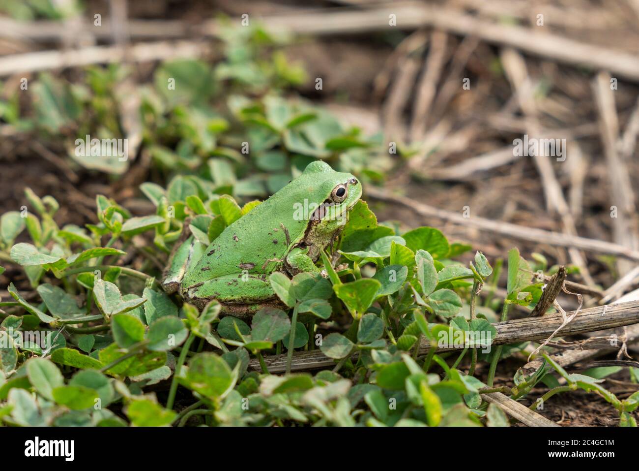 Japanischer Baumfrosch (Dryophytes japonicus), Stadt Isehara, Präfektur Kanagawa, Japan Stockfoto