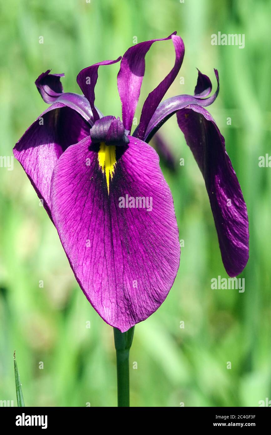 Japanische Iris ensata Blume Juni schöne Blume Nahaufnahme Iris Juni Porträt Stockfoto