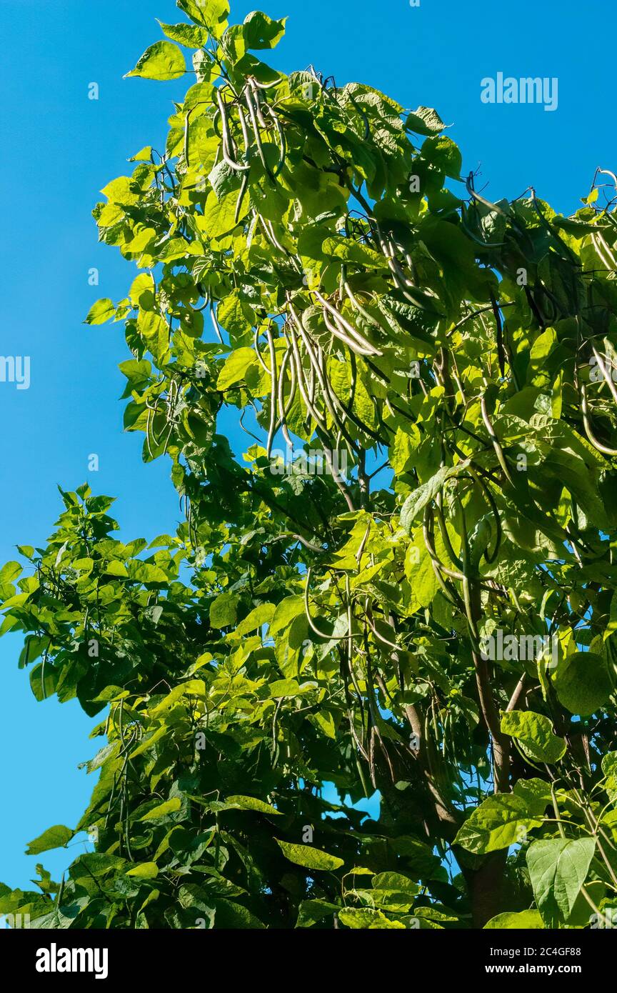 Catalpa speciosa Baum mit großen herzförmigen Blättern und langen dünnen Hülsenfrüchten, die wie braune Eiszapfen aussehen. Stockfoto