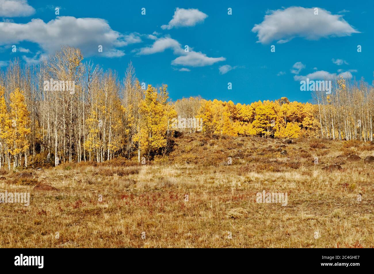 Der Dixie Nationalwald mit Espenbäumen im Herbst. Weiße Rinde mit gelbem Laub an den Zweigen und blauem Himmel. Stockfoto