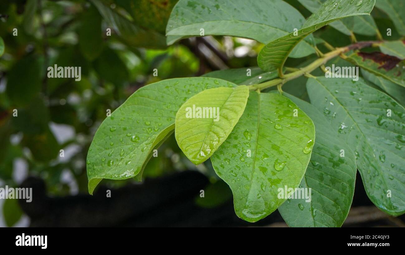 Nahaufnahme der Guava-Blätter Stockfoto