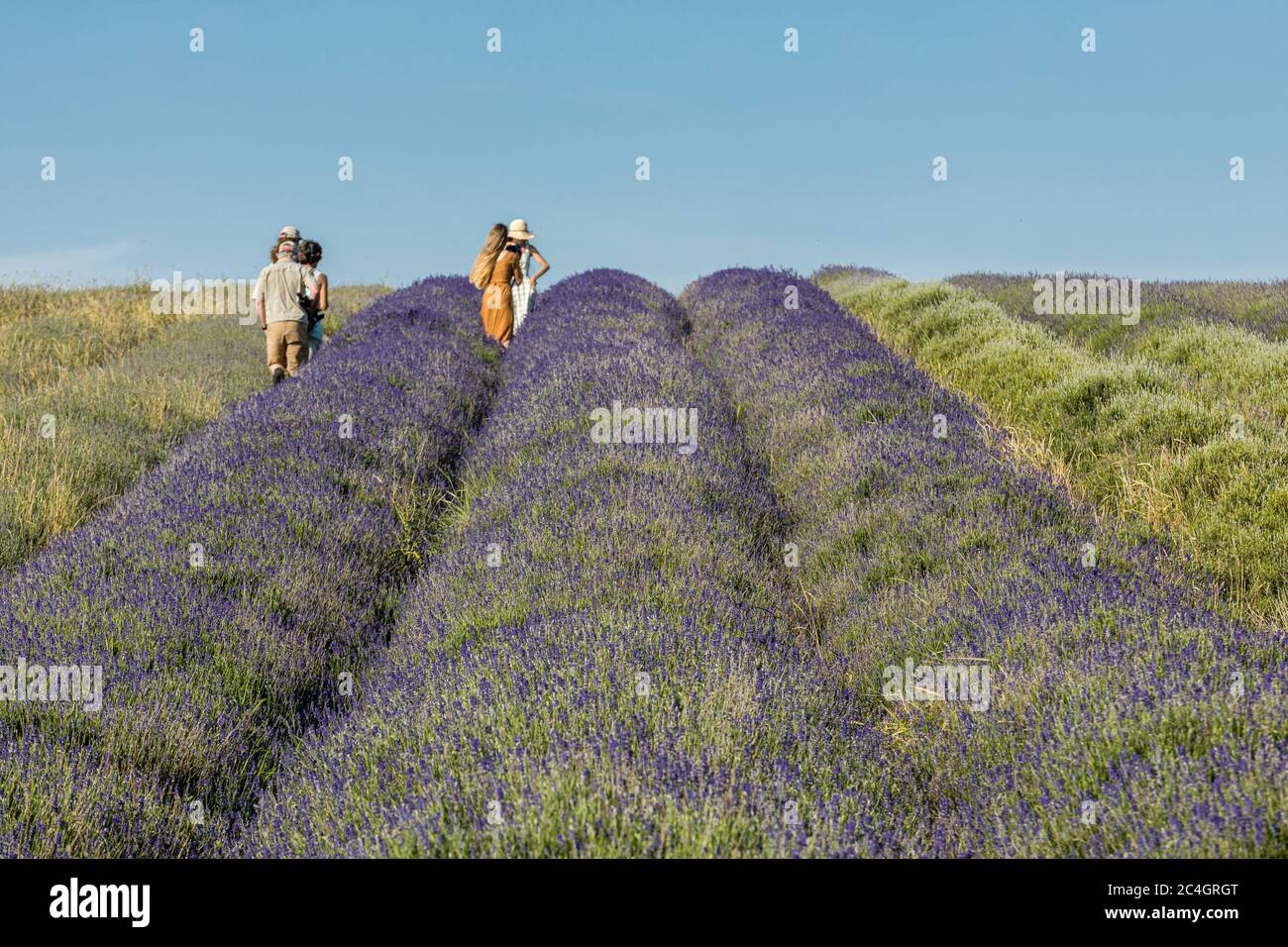 Hitchin, Großbritannien. 26. Juni 2020 im Bild: Besucherattraktion, Hitchin Lavender öffnet wegen der COVID-Krise einen Monat später als üblich für die Öffentlichkeit. Besucher werden gebeten, im Voraus zu buchen und soziale Distanzierung zwischen den Meilen von Lavendel in den Feldern anzuwenden. Kredit: Rich Dyson/Alamy Live Nachrichten Stockfoto