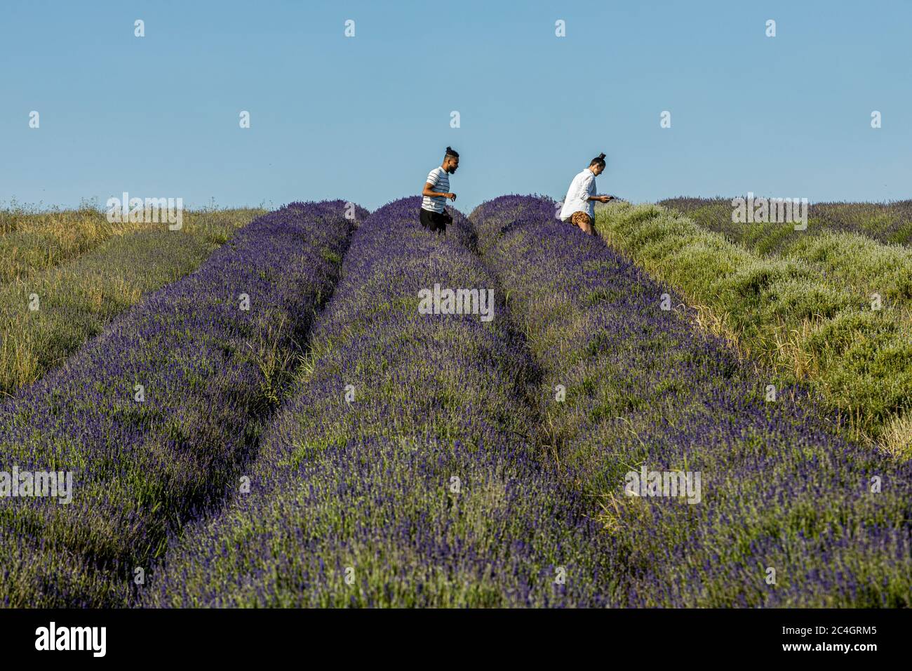 Hitchin, Großbritannien. 26. Juni 2020 im Bild: Besucherattraktion, Hitchin Lavender öffnet wegen der COVID-Krise einen Monat später als üblich für die Öffentlichkeit. Besucher werden gebeten, im Voraus zu buchen und soziale Distanzierung zwischen den Meilen von Lavendel in den Feldern anzuwenden. Kredit: Rich Dyson/Alamy Live Nachrichten Stockfoto