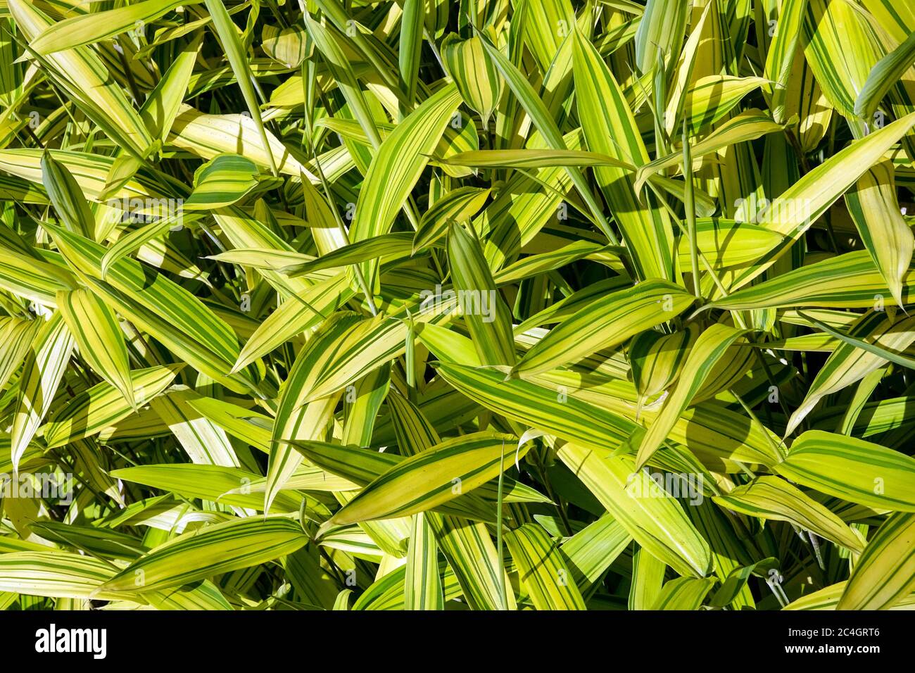 Pigmy Green Stripe Bambus Pleioblastus viridistriatus auricoma Stockfoto
