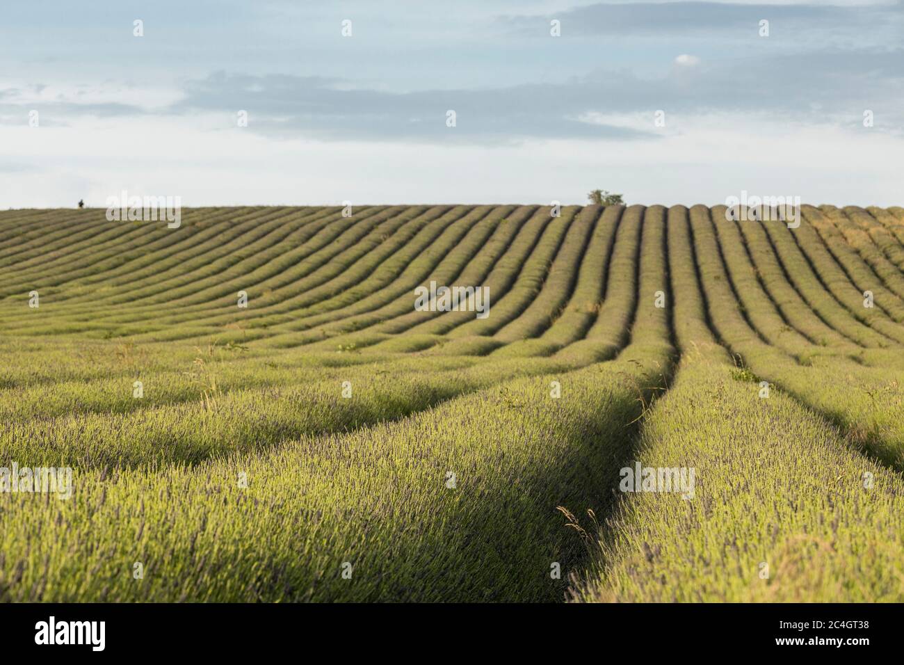 Hitchin, Großbritannien. 26. Juni 2020 im Bild: Besucherattraktion, Hitchin Lavender öffnet wegen der COVID-Krise einen Monat später als üblich für die Öffentlichkeit. Besucher werden gebeten, im Voraus zu buchen und soziale Distanzierung zwischen den Meilen von Lavendel in den Feldern anzuwenden. Kredit: Rich Dyson/Alamy Live Nachrichten Stockfoto