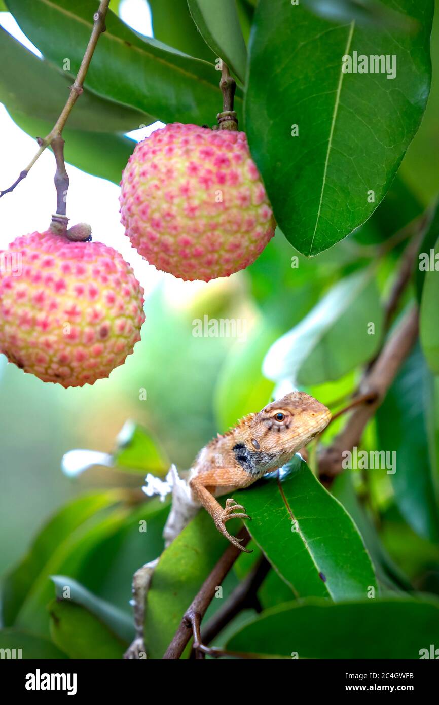 gecko auf einem Litchi-Baum Stockfoto