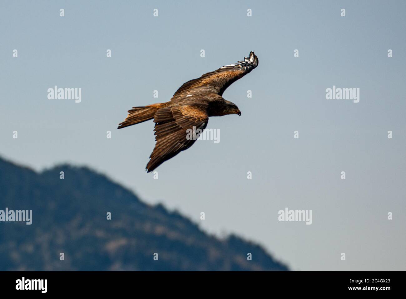 Raubvogel im Flug Stockfoto