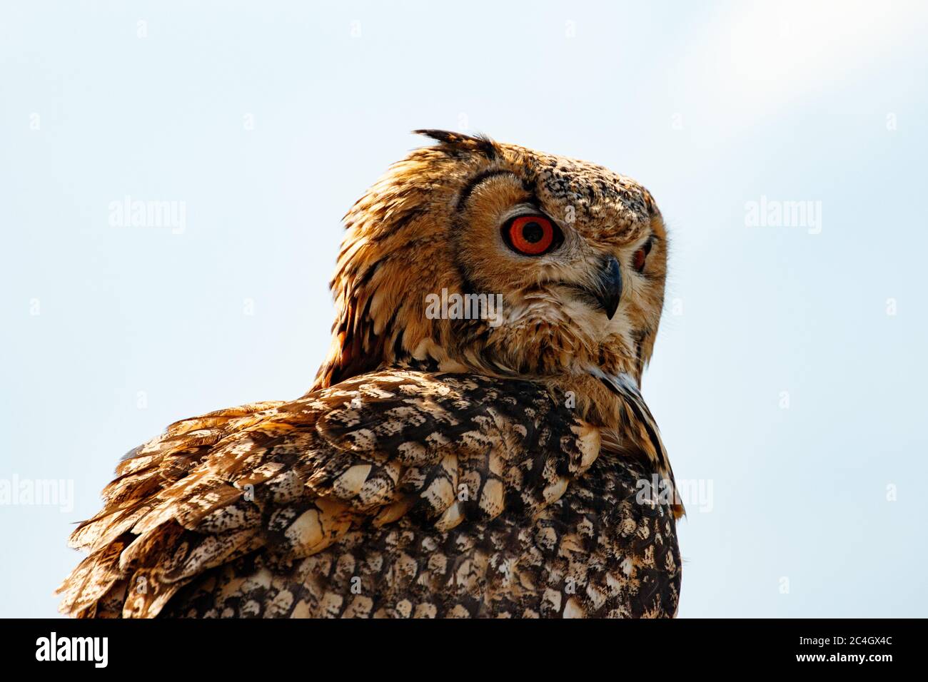 UHU mit orange leuchten Augen Stockfoto