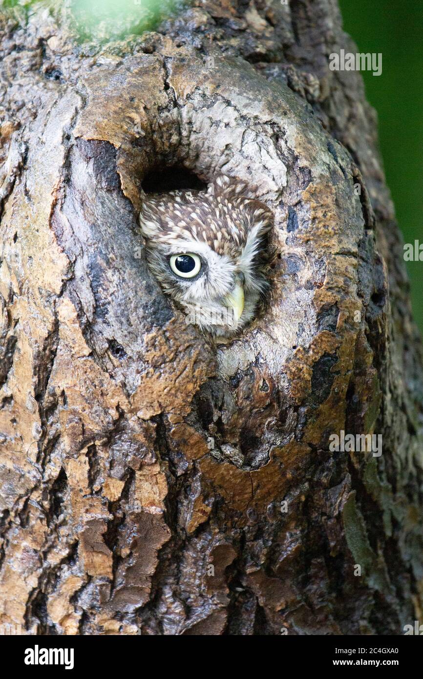 Kleine Eule (Athene noctua) Stockfoto