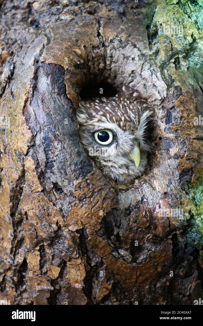 Kleine Eule (Athene noctua) Stockfoto