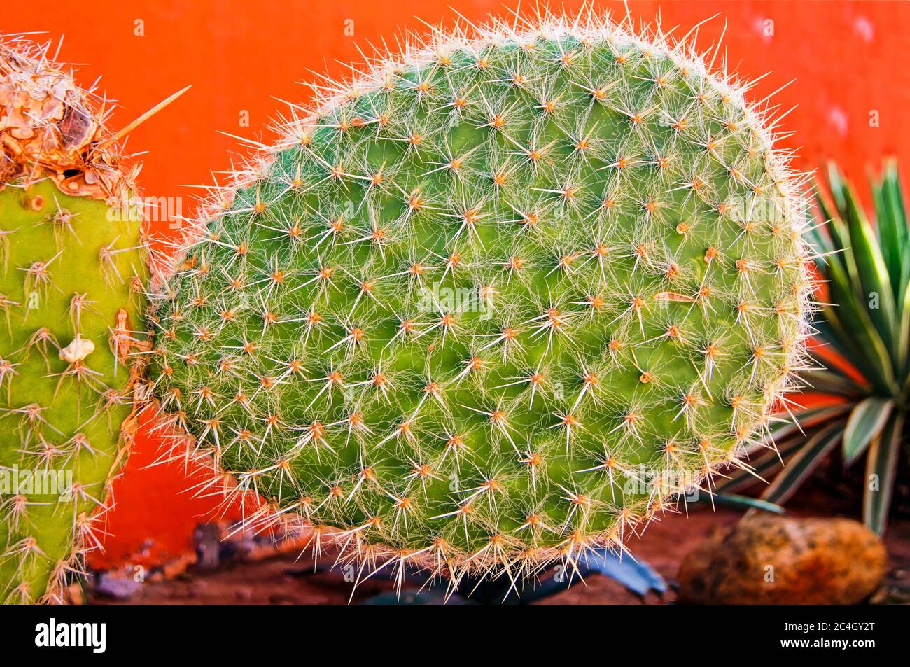 Nahaufnahme des Kaktusteils im Garten Stockfoto