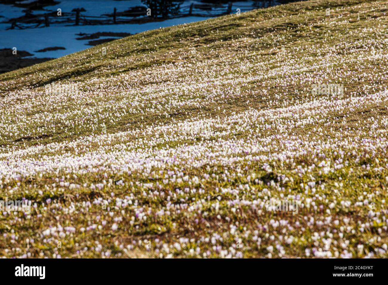 Blütenmeer mit Schneeresten Stockfoto