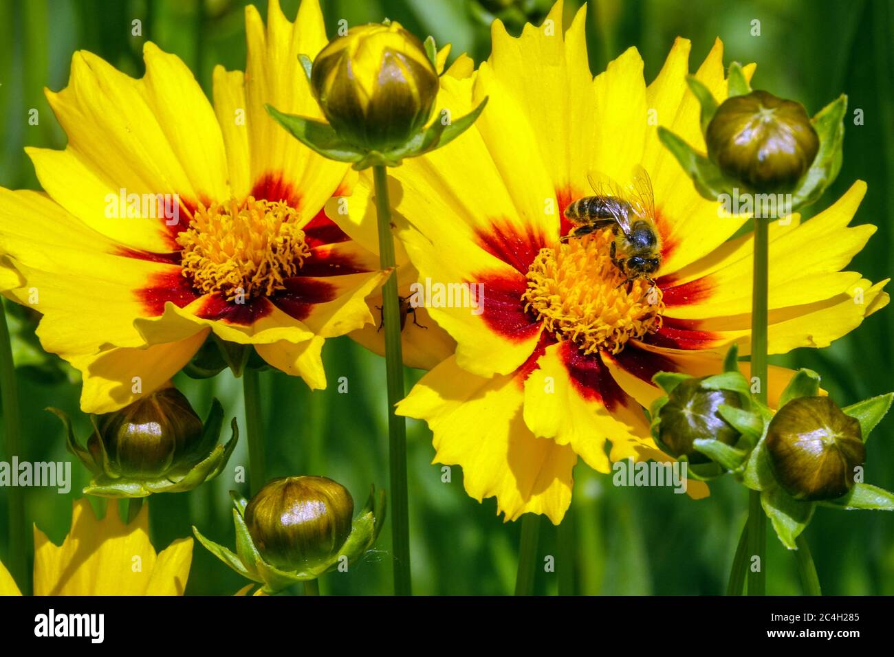 Biene auf Blume Coreopsis grandiflora Sunkiss Stockfoto