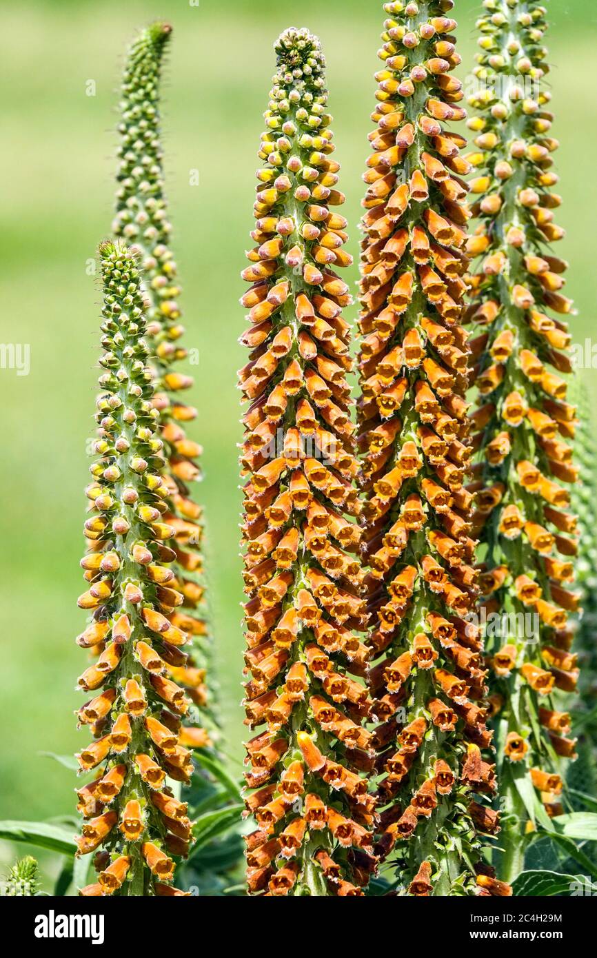 Kleinblühiger Fuchsthandschuh Digitalis parviflora Stockfoto