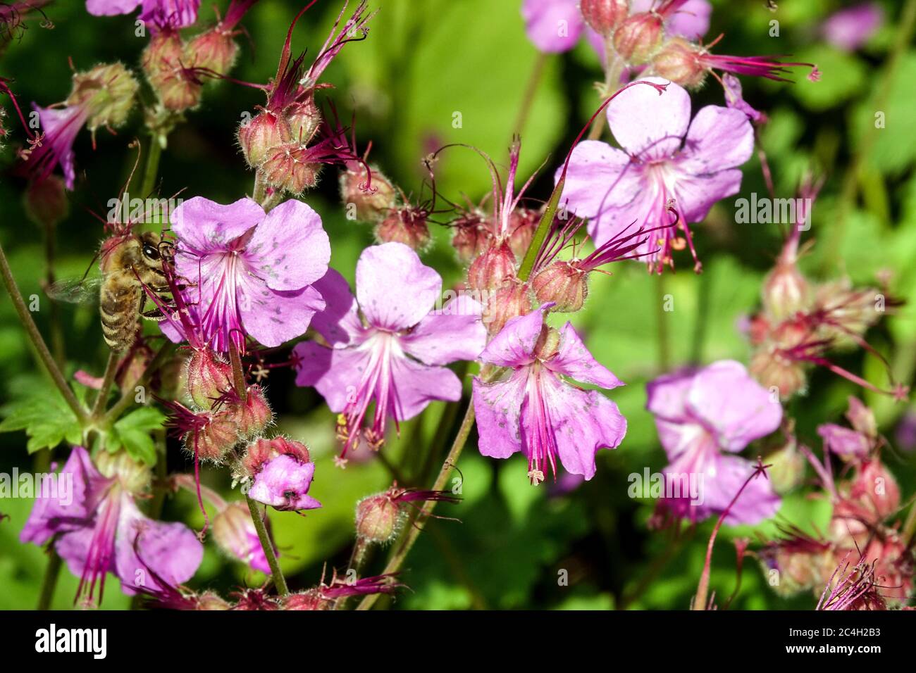 Biene auf Blume Geranium cantabrigense Berggarten Stockfoto