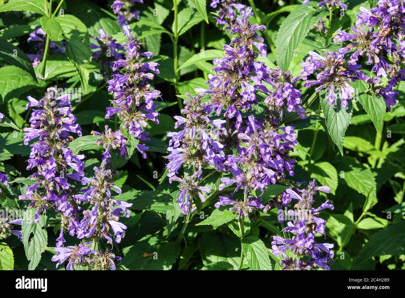 Japanische Katzenminze Nepeta subsessilis 'Laufen' Stockfoto