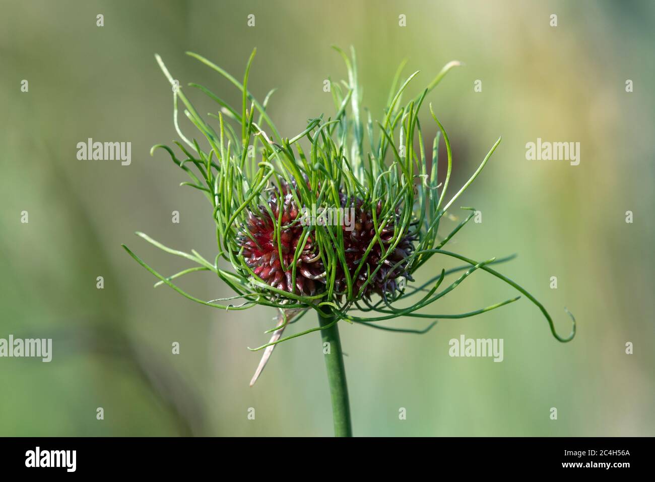 Nahaufnahme einer Bärlauch-Pflanze (allium vineale) Stockfoto