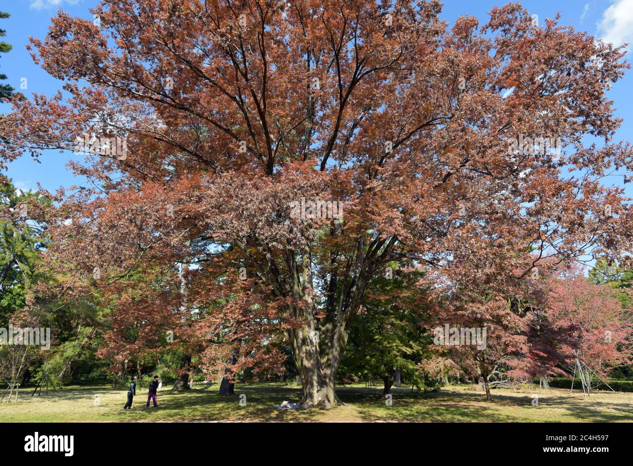 Kyoto Botanical Garden Japan Stockfoto