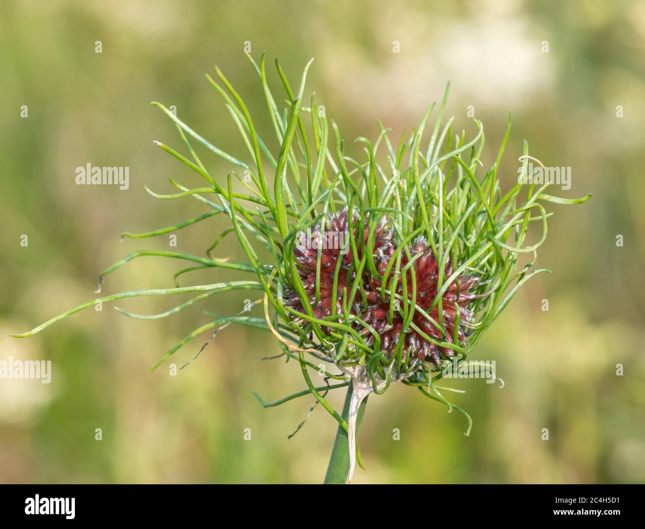 Nahaufnahme einer Bärlauch-Pflanze (allium vineale) Stockfoto