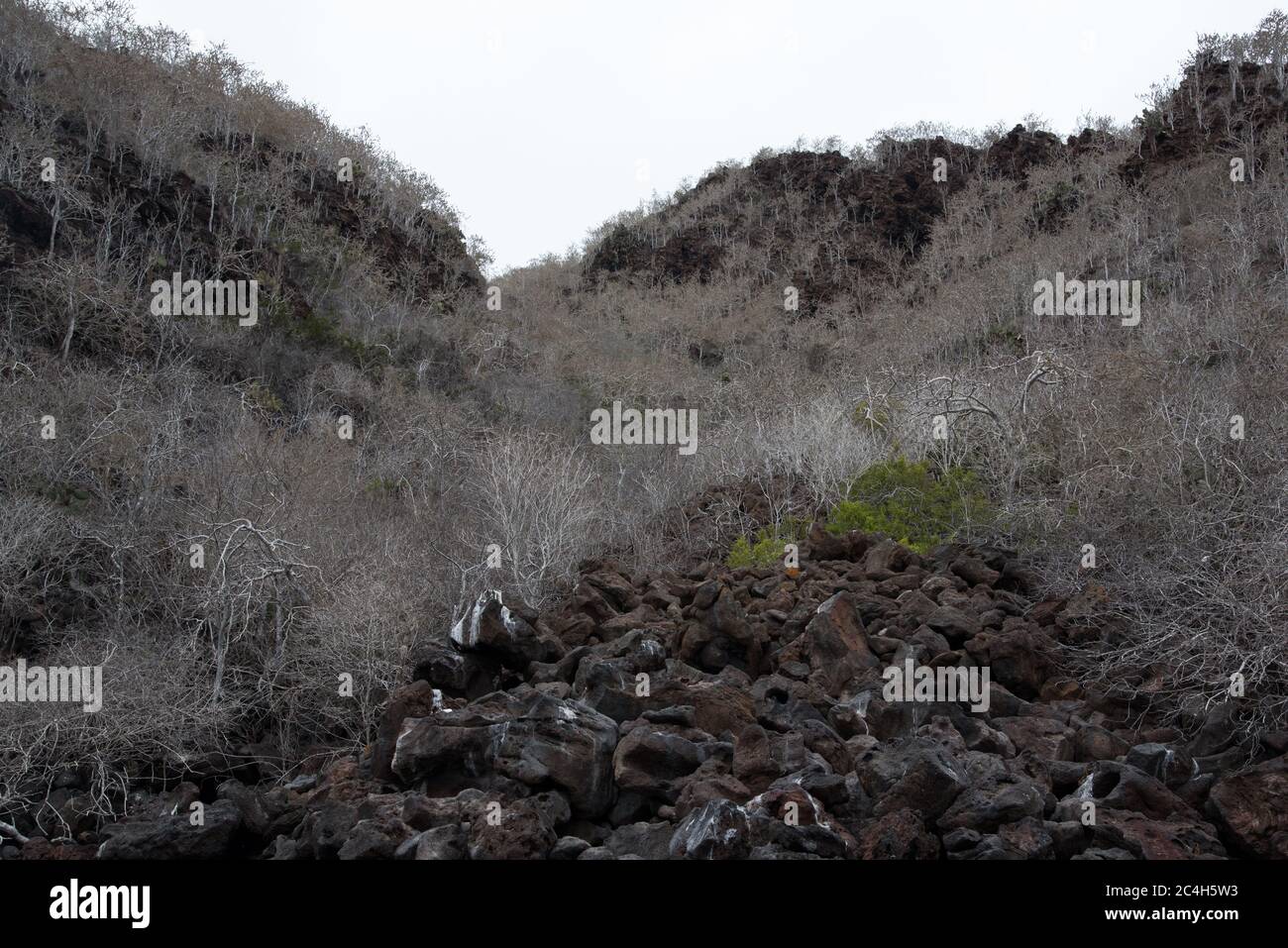 Palo santo Bäume in der Nähe der Lavafelsenküste der Insel Rábida im Galapagos Archipel. Stockfoto