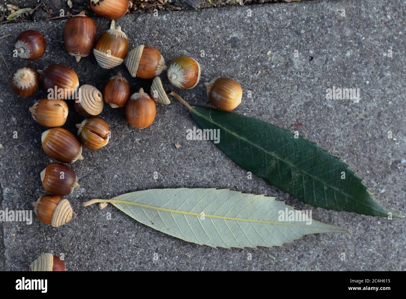 Quercus gilva, Eicheln aus japanischer Eiche Stockfoto