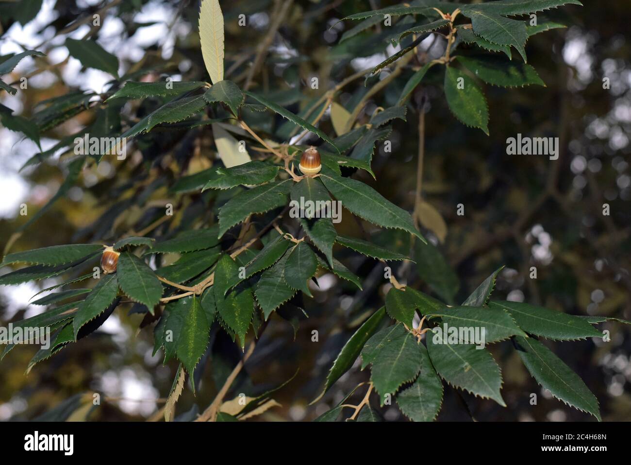 Quercus gilva, japanische Eiche Stockfoto