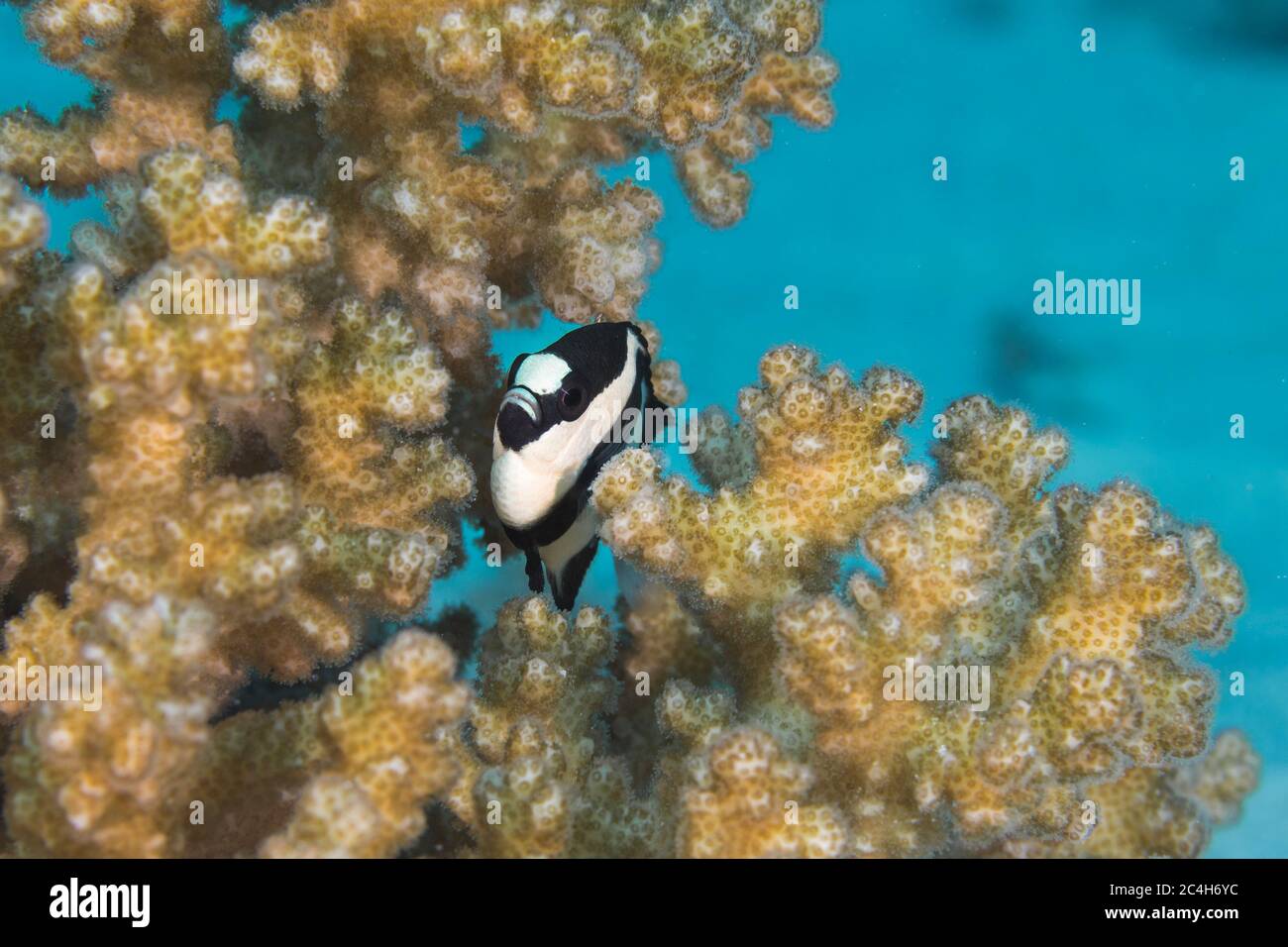 Vier Streifen-Damegoisten (Dascyllus melanurus), kleine schwarz-weiße Streifenfische, die sich in Korallen verstecken Stockfoto