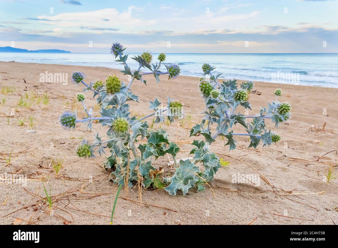Meer Holly (Eryngium maritimum), eine Pflanze am Strand mit dem Meer im Hintergrund, Kampanien, Italien Stockfoto