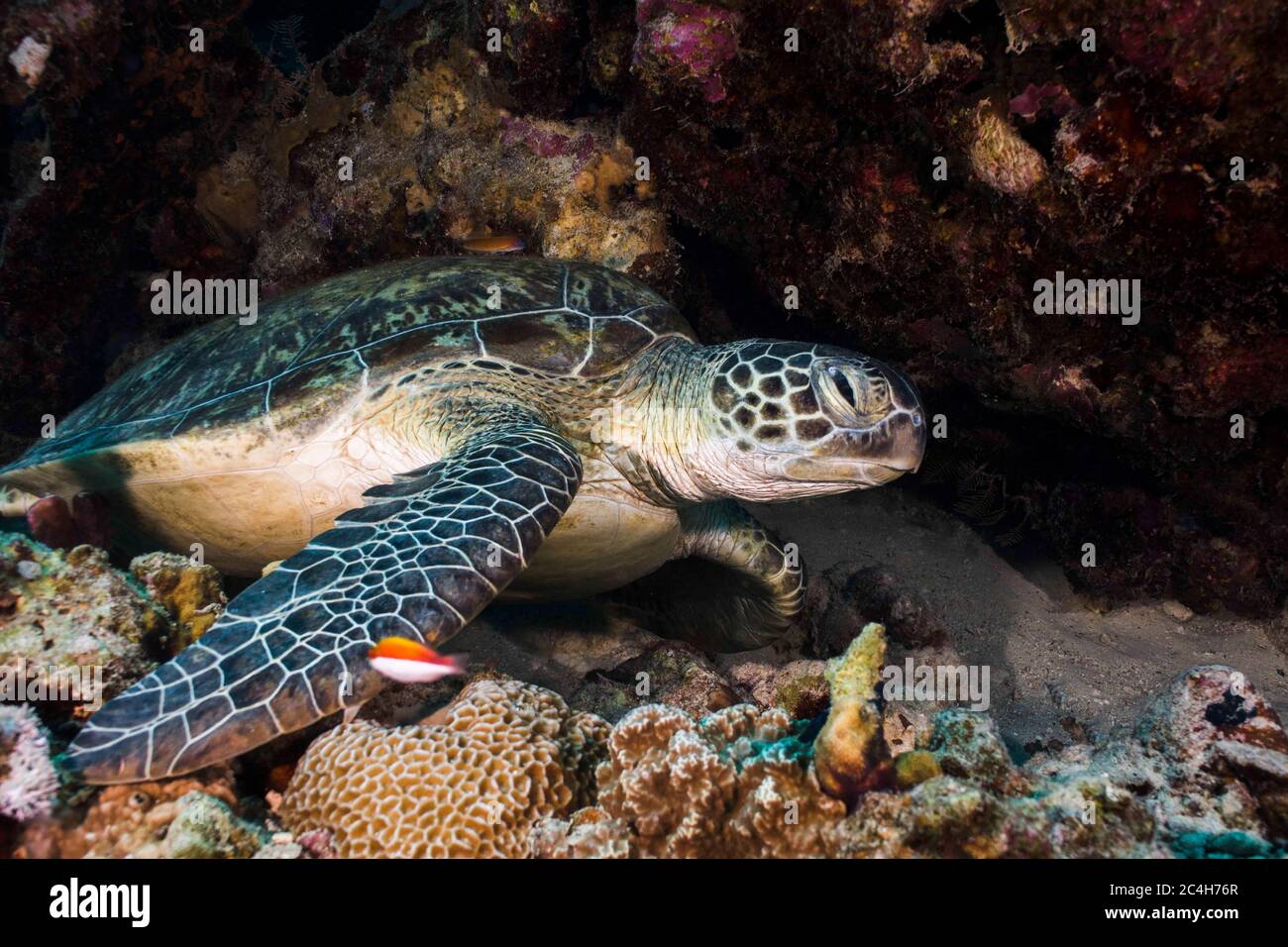 Grüne Meeresschildkröte unter Wasser, die sich auf dem Riff unter einem Überhang ruht Stockfoto
