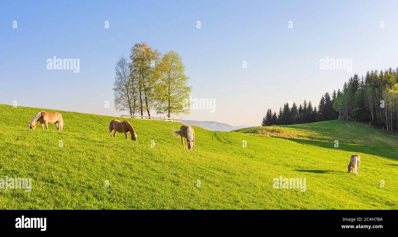 Haflinger Ponys grasen auf einem Feld. Bayern, Deutschland Stockfoto