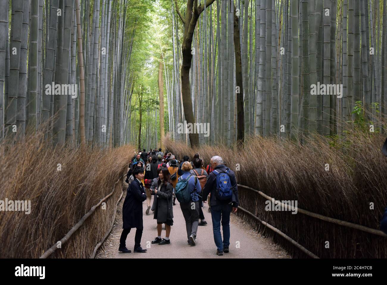 Bambuswald Kyoto Japan Stockfoto