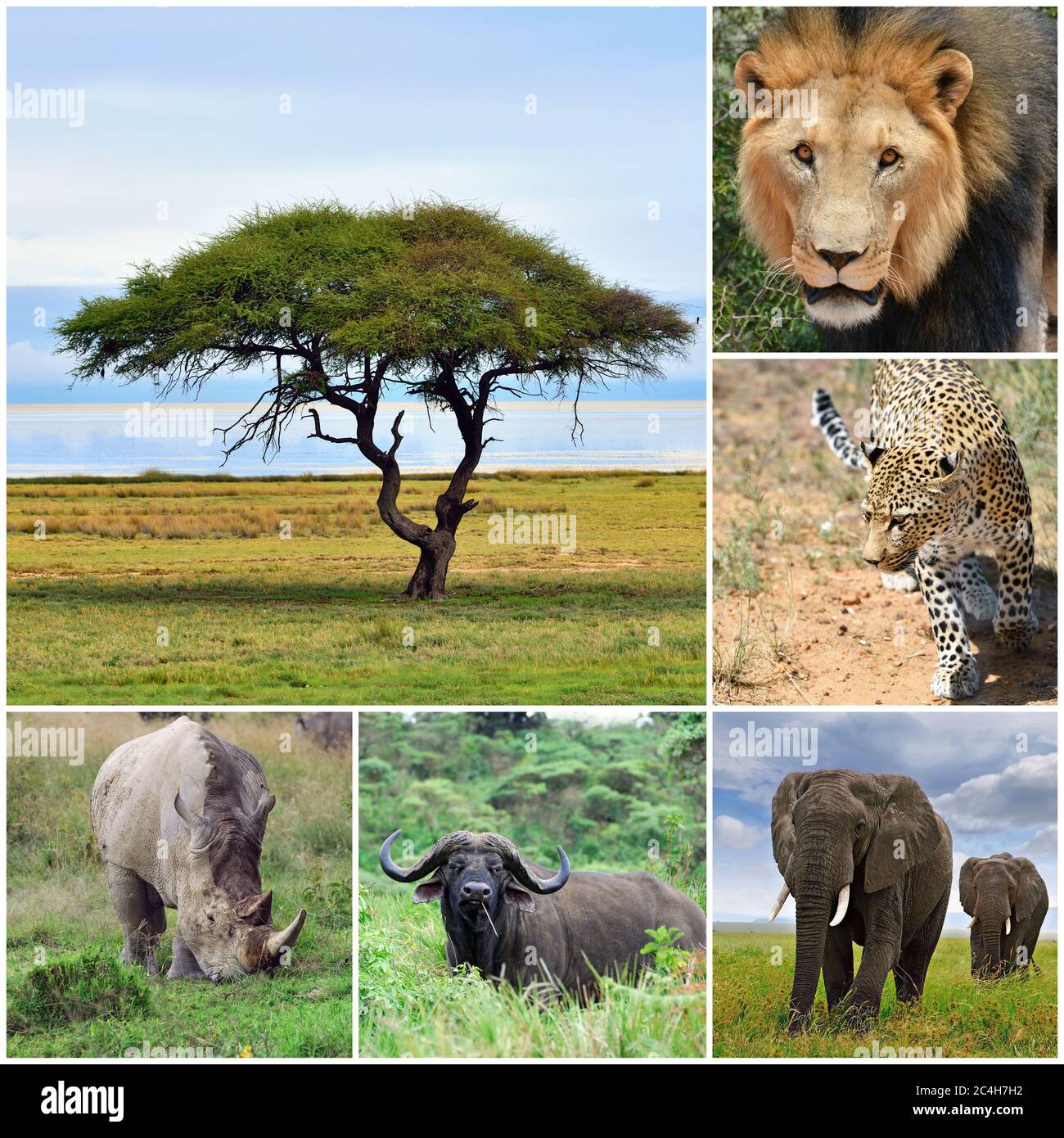 Die Big Five afrikanische Tiercollage, Afrika. Stockfoto