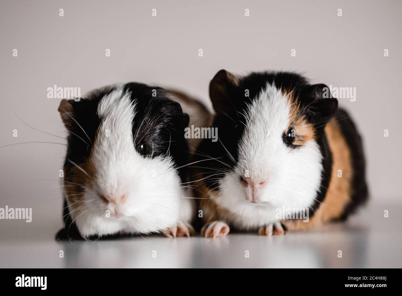 Zwei dreifarbige Bräune, blank und weiß amerikanische Rasse Meerschweinchen sitzen nebeneinander, geringe Tiefenschärfe selektive Fokus mit einem Makro genommen Stockfoto