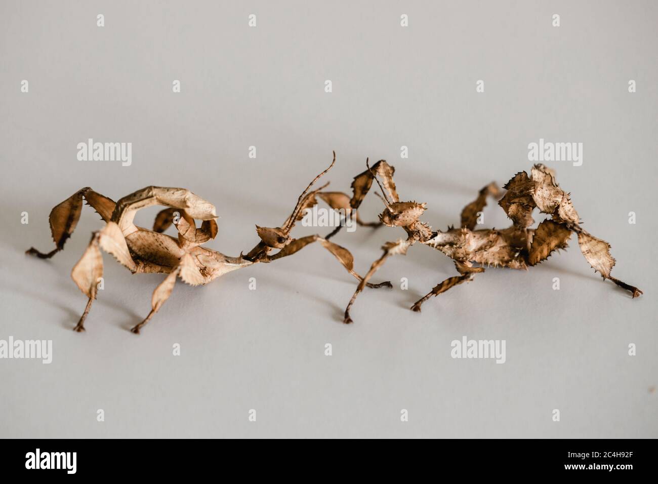 Zwei stachelige Blattinsekten, ein Make auf der linken Seite und ein Weibchen auf der rechten Seite (Extatosoma tiaratum) Stockfoto