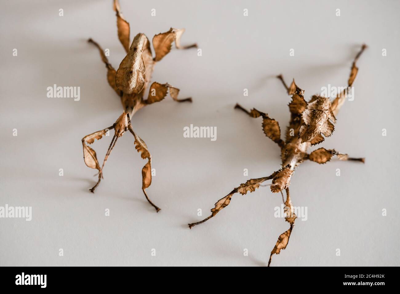 Zwei stachelige Blattinsekten, ein Make auf der linken Seite und ein Weibchen auf der rechten Seite (Extatosoma tiaratum) Stockfoto