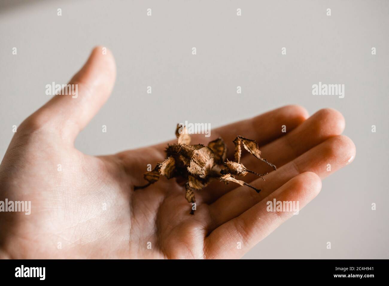 Weibliches Stachelblatt-Insekt auf der Hand des Kindes Stockfoto