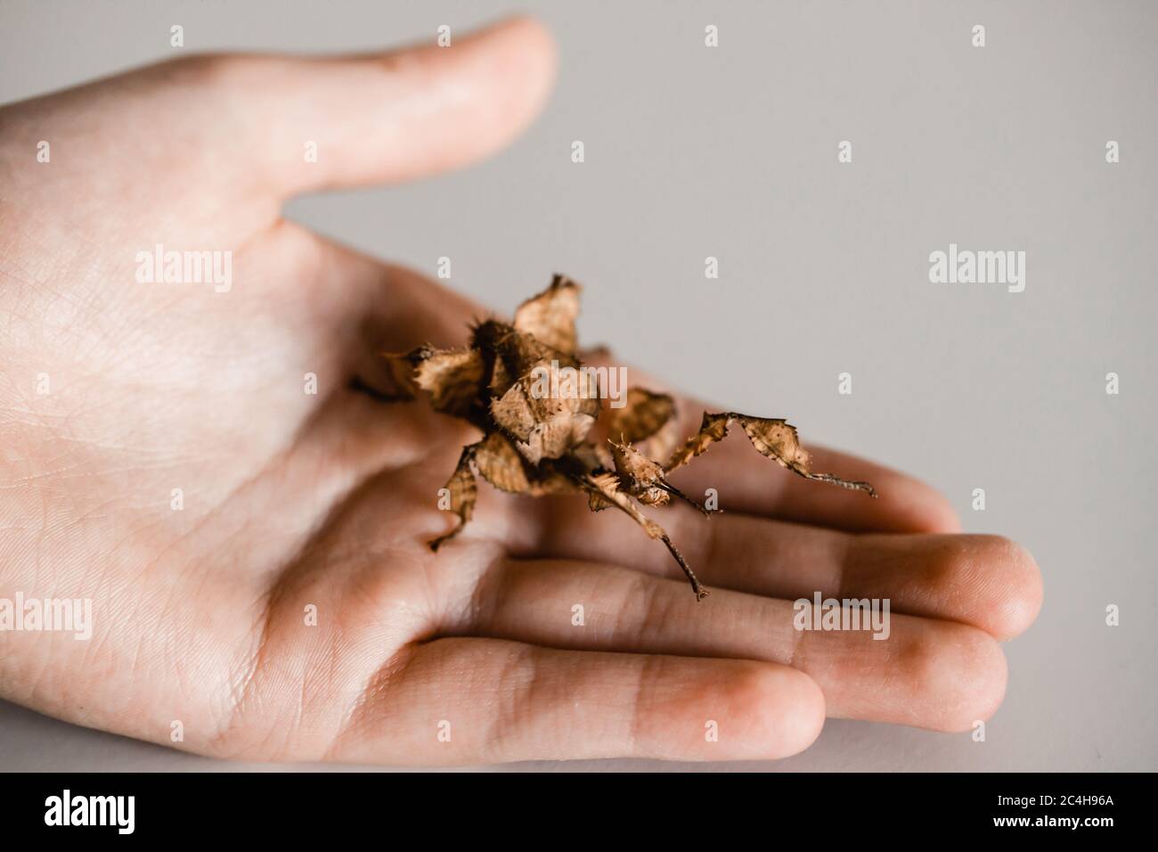 Weibliches Stachelblatt-Insekt auf der Hand eines Kindes Stockfoto